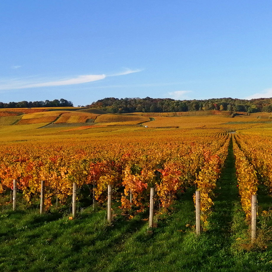 Vignoble HVE à Bouzy Champagne Georges Vesselle