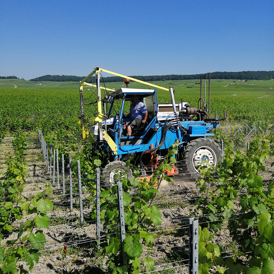 Vignoble HVE à Bouzy Champagne Georges Vesselle